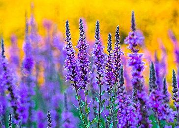 2022威世智巨献——万智牌与龙与地下城